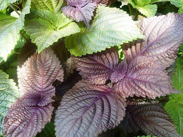 Còn với y học Nhật Bản, lá tía tô được coi là loại thảo dược rất tốt cho sức khỏe. (Ảnh minh họa)