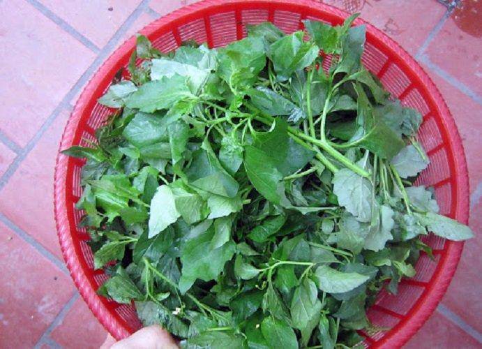 Cây tầm bóp được nhiều người yêu thích (Ảnh minh họa)