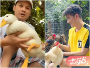 Nhà đẹp - Cuộc sống thôn quê, thích chăn nuôi của sao Việt: Kim Tiểu Long nuôi vịt, Mr.Đàm nuôi gà cảnh