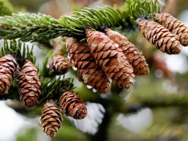 Đặc sản xưa rụng đầy không ai ăn, giờ được chị em nội trợ săn lùng, càng ăn càng ngon, 450.000 đồng/kg