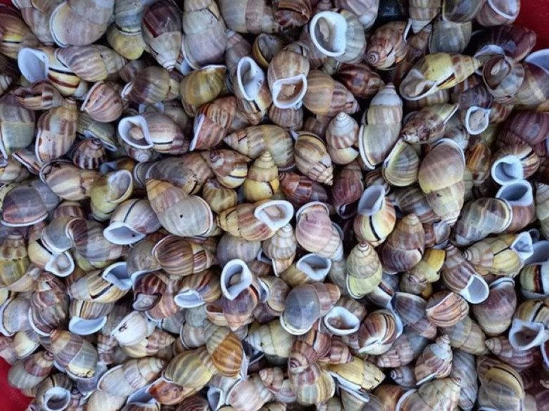 Đặc sản cực hiếm ở Kiên Giang một thời ít được biết đến nay trở thành đặc sản ngon của chị em thành phố