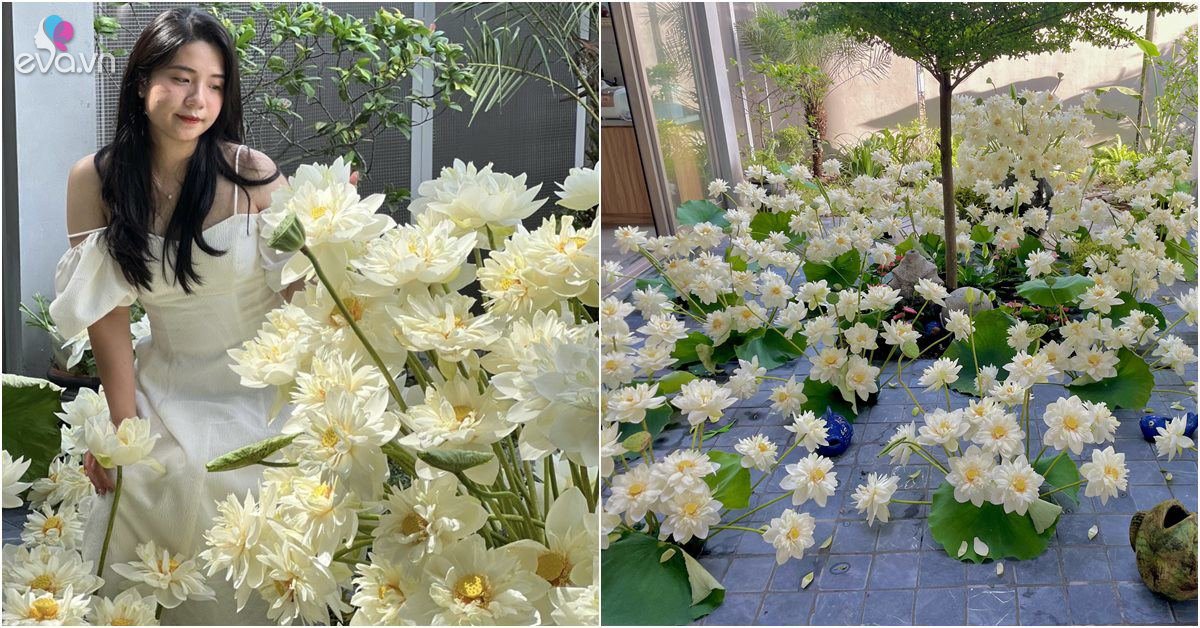 View - 9X Hải Phòng cắm 500 bông sen bạch liên để ngắm trong 2 ngày: Thành quả mỹ mãn