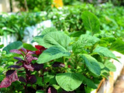 Sức khỏe - 5 loại rau giúp trẻ lâu, ngừa ung thư