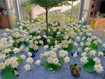 9X Hải Phòng cắm 500 bông sen bạch liên để ngắm trong 2 ngày: Thành quả mỹ mãn