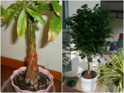 Nhà đẹp - Cạnh tivi cứ trồng đúng 3 loại cây cao lớn này, thanh lọc không khí lại mang ý nghĩa tốt