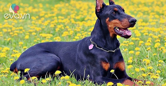 View - Chó Doberman: Nguồn gốc, đặc điểm, giá bán và cách nuôi