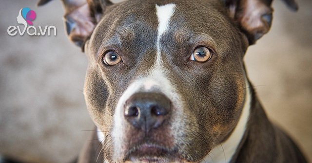 Chó Pitbull - Nguồn gốc, đặc điểm, giá bán và cách thuần hóa