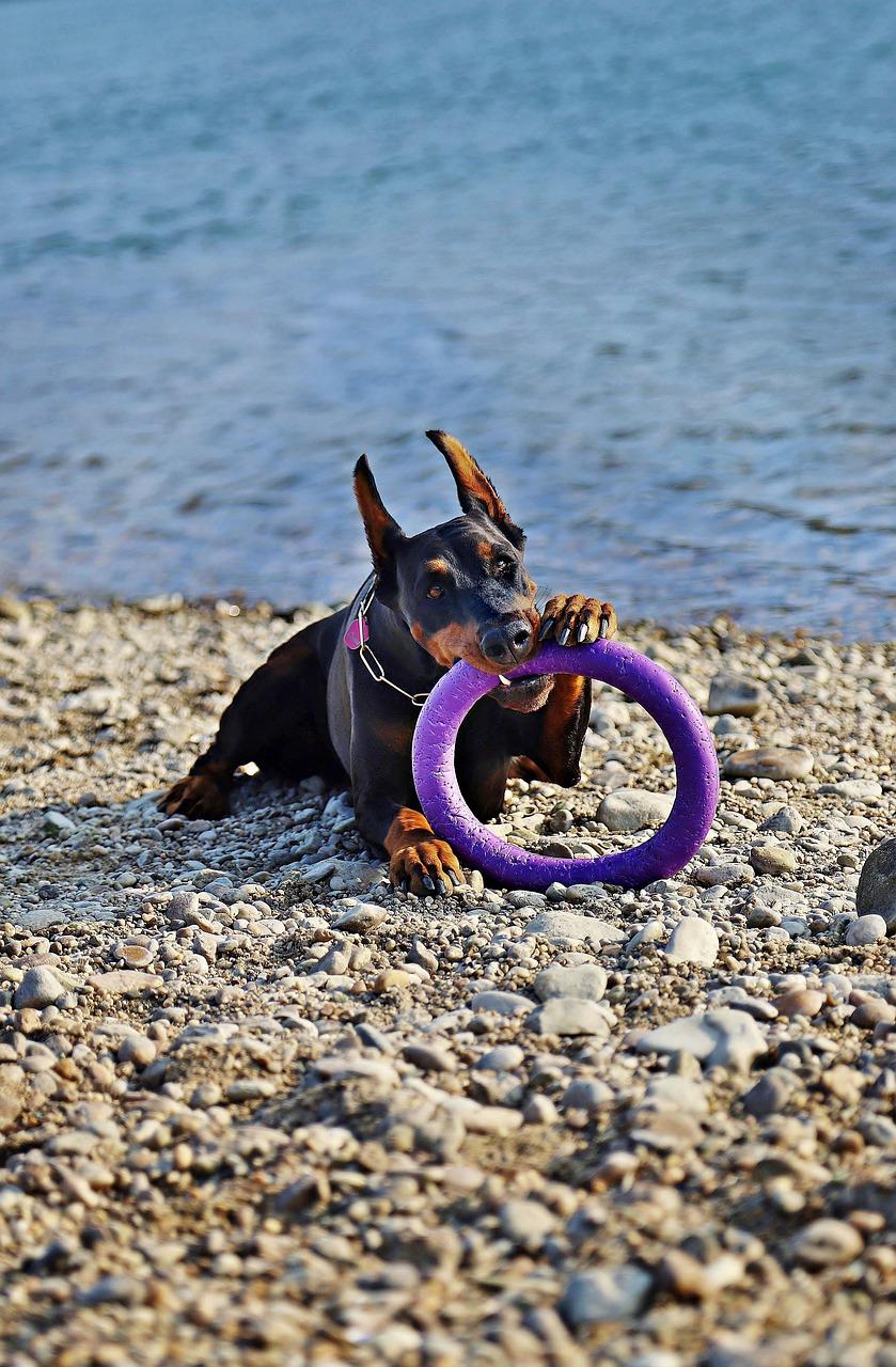 Chó Doberman: Nguồn gốc, đặc điểm, giá bán và cách nuôi - 19