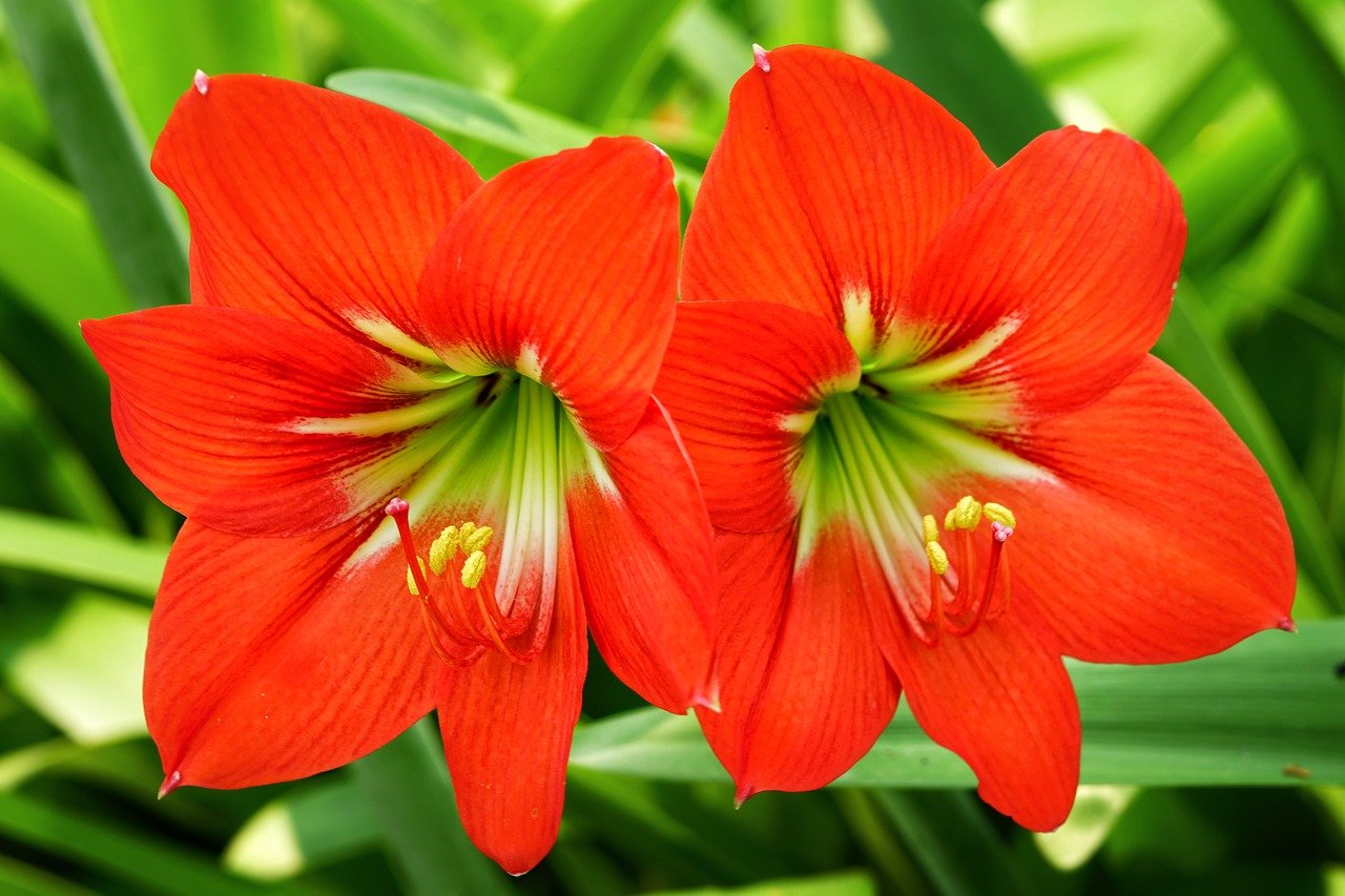 Hoa loa kèn có nghĩa là gì?  Cách trồng và chăm sóc hoa nở đẹp - 1