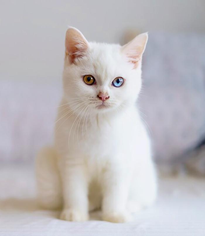Mèo Anh lông ngắn - Đặc điểm, phân loại, màu sắc, cách nuôi và giá bán