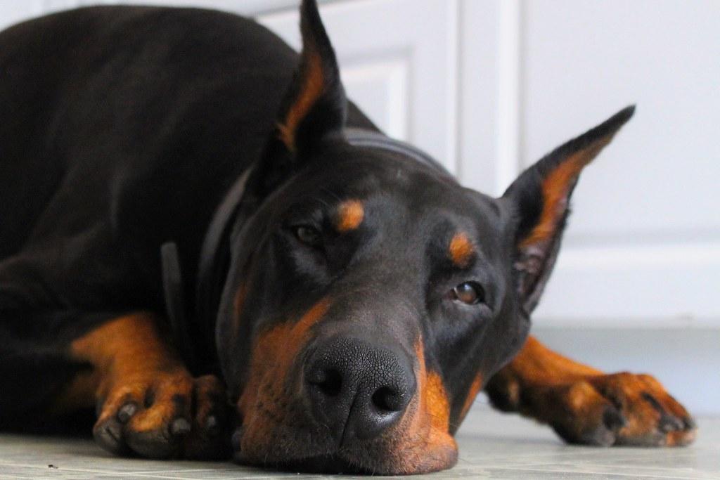 Chó Doberman: Nguồn gốc, đặc điểm, giá bán và cách nuôi - 20