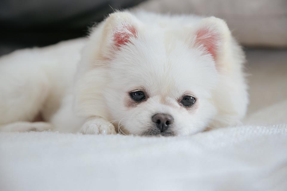 Chó phốc sóc Pomeranian có những loại nào và giá bán - 30