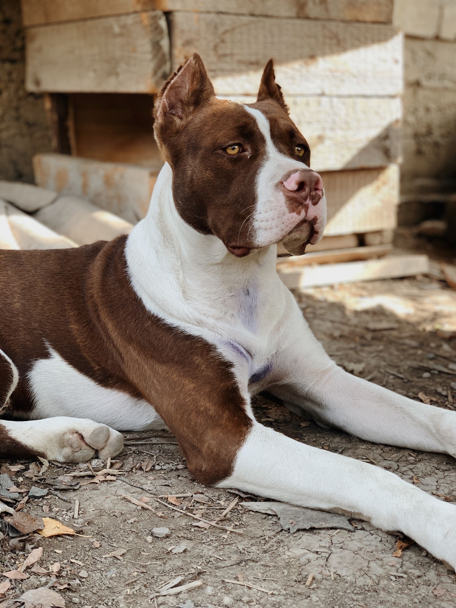 Chó Pitbull - Nguồn gốc, đặc điểm, giá bán và cách thuần hóa - 34