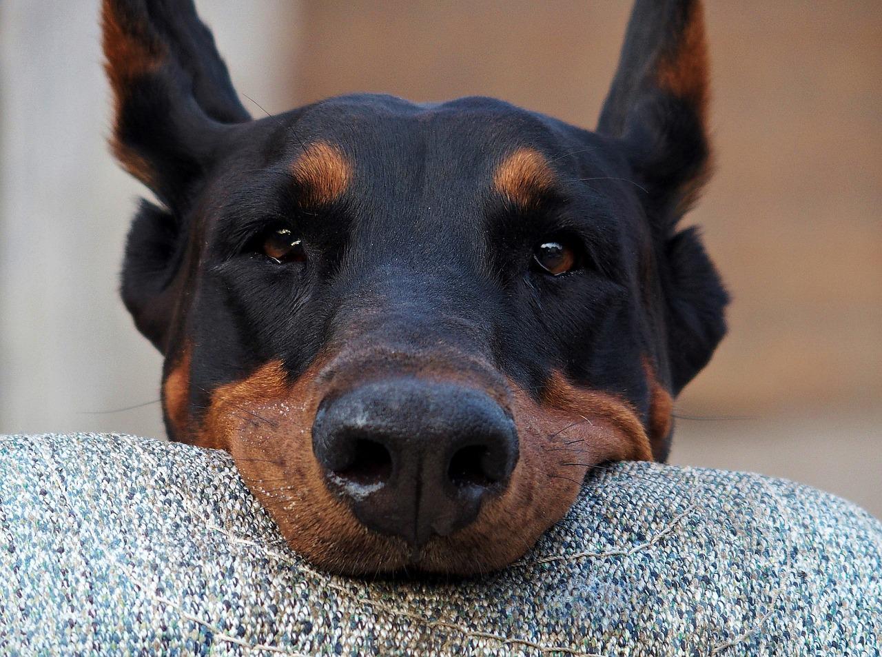 Chó Doberman: Nguồn gốc, đặc điểm, giá bán và cách nuôi - 6