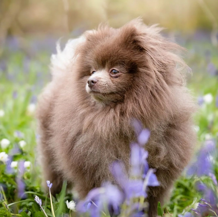 Chó phốc sóc Pomeranian có những loại nào và giá bán - 39