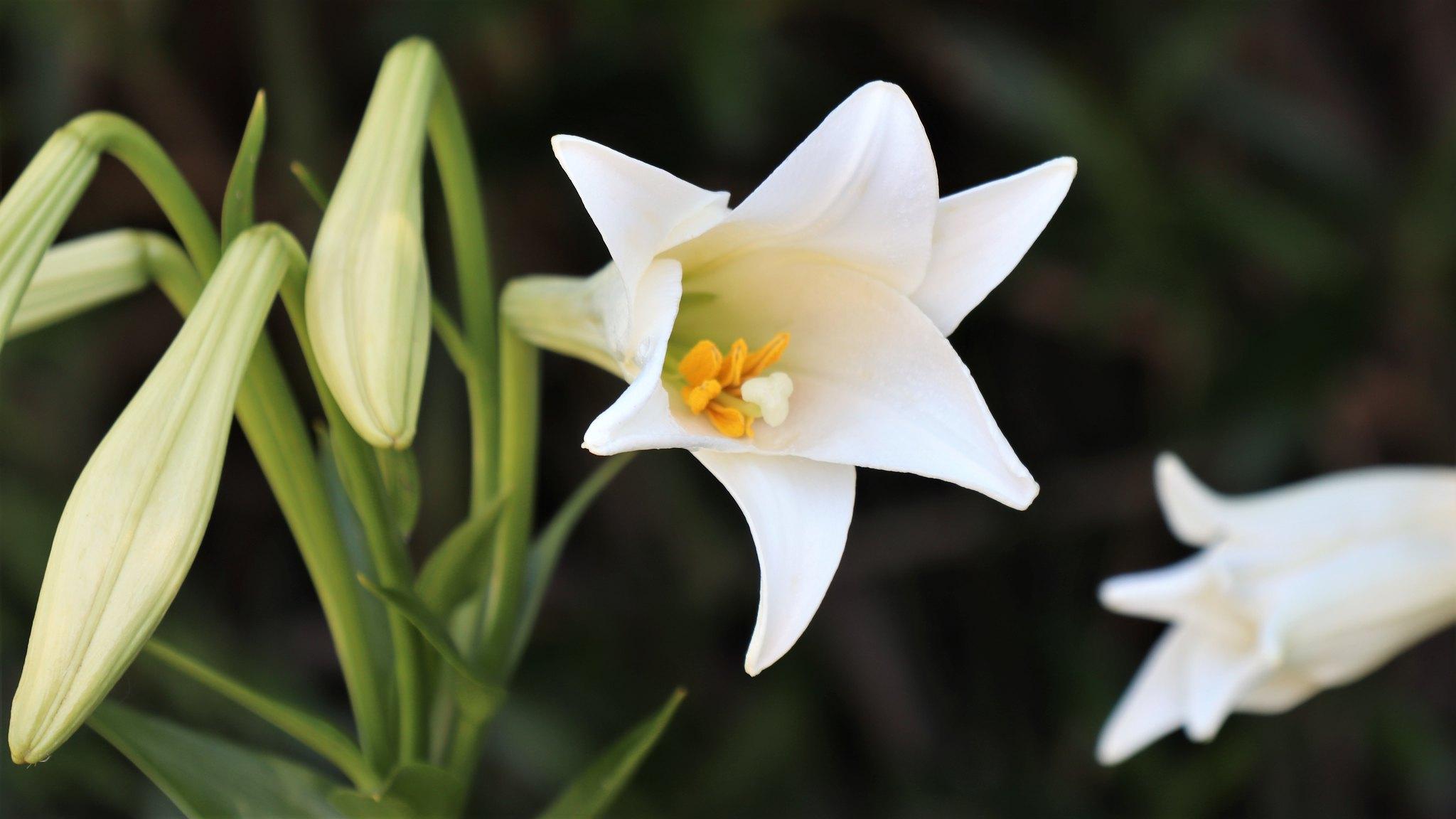 Hoa loa kèn có nghĩa là gì?  Cách trồng và chăm sóc giúp hoa nở đẹp - 5