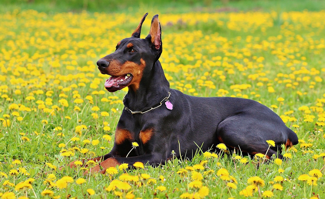 Chó Doberman: Nguồn gốc, đặc điểm, giá bán và cách nuôi - 18