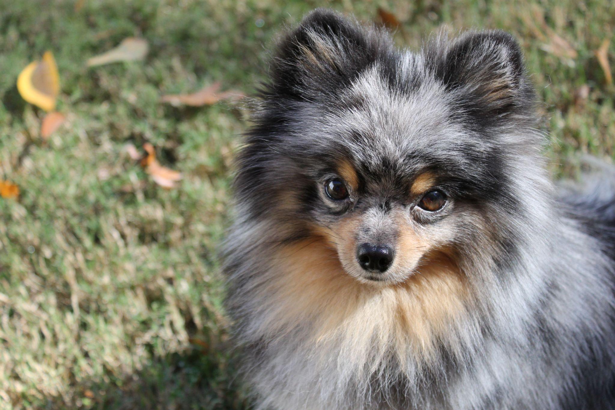 Chó phốc sóc Pomeranian có những loại nào và giá bán - 19