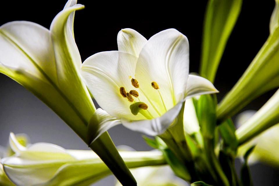 Hoa loa kèn có nghĩa là gì?  Cách trồng và chăm sóc hoa nở đẹp - 18
