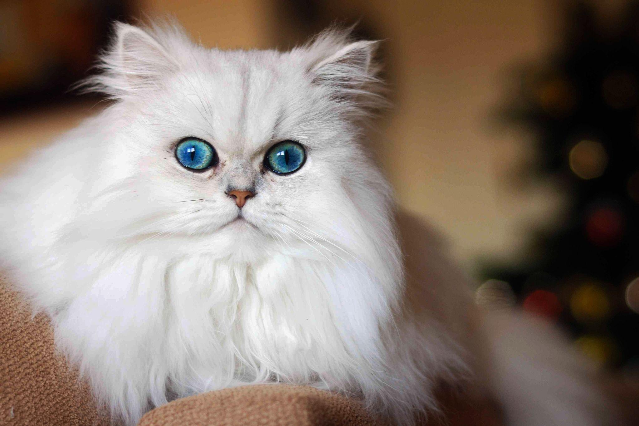 Mèo Anh lông dài mắt xanh