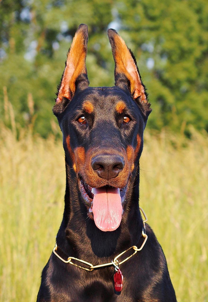 Chó Doberman: Nguồn gốc, đặc điểm, giá bán và cách nuôi - 15