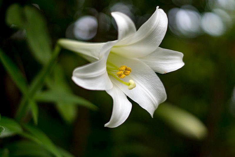 Hoa loa kèn có nghĩa là gì?  Cách trồng và chăm sóc hoa nở đẹp - 21