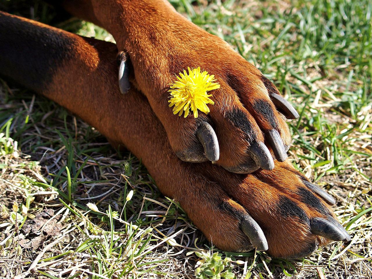 Chó Doberman: Nguồn gốc, đặc điểm, giá bán và cách nuôi - 11