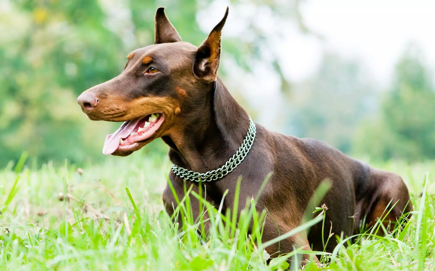 Chó Doberman màu nâu đỏ