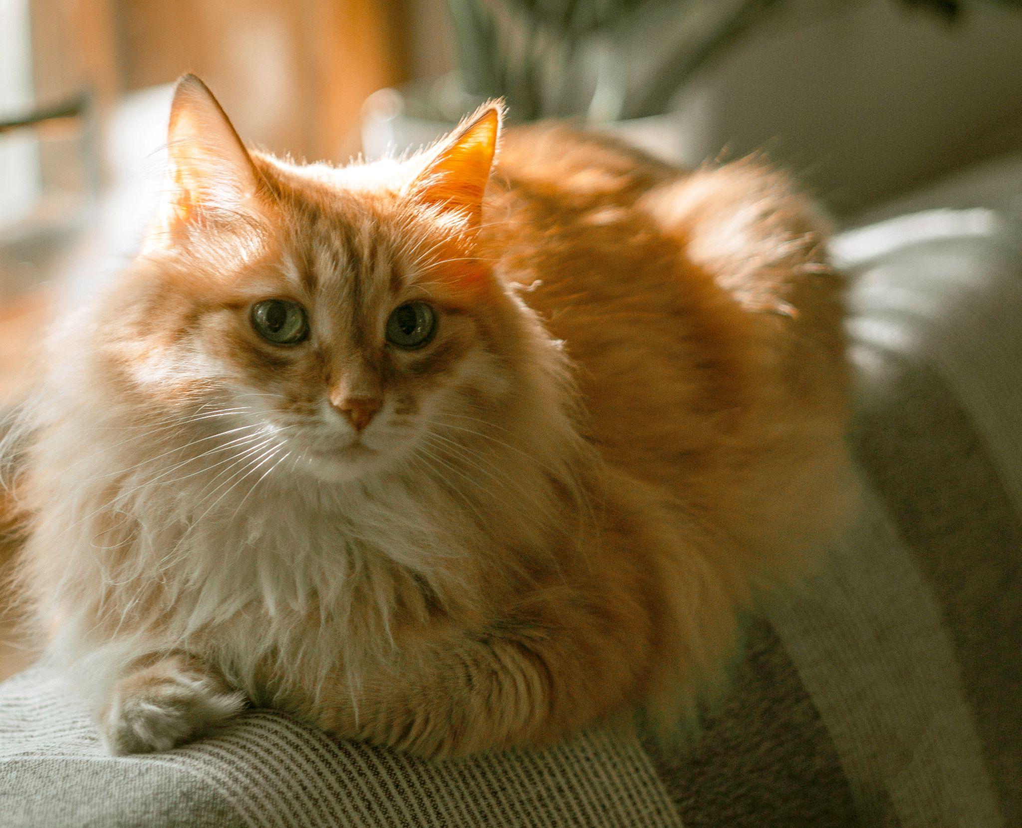 Mèo Anh lông dài - Đặc điểm, phân loại, giá bán và cách nuôi - 31