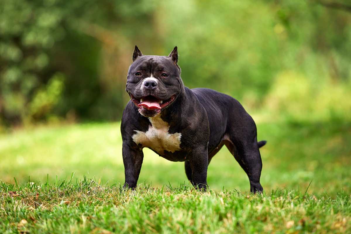 Chó Pitbull - Nguồn gốc, đặc điểm, giá bán và cách thuần hóa - 14