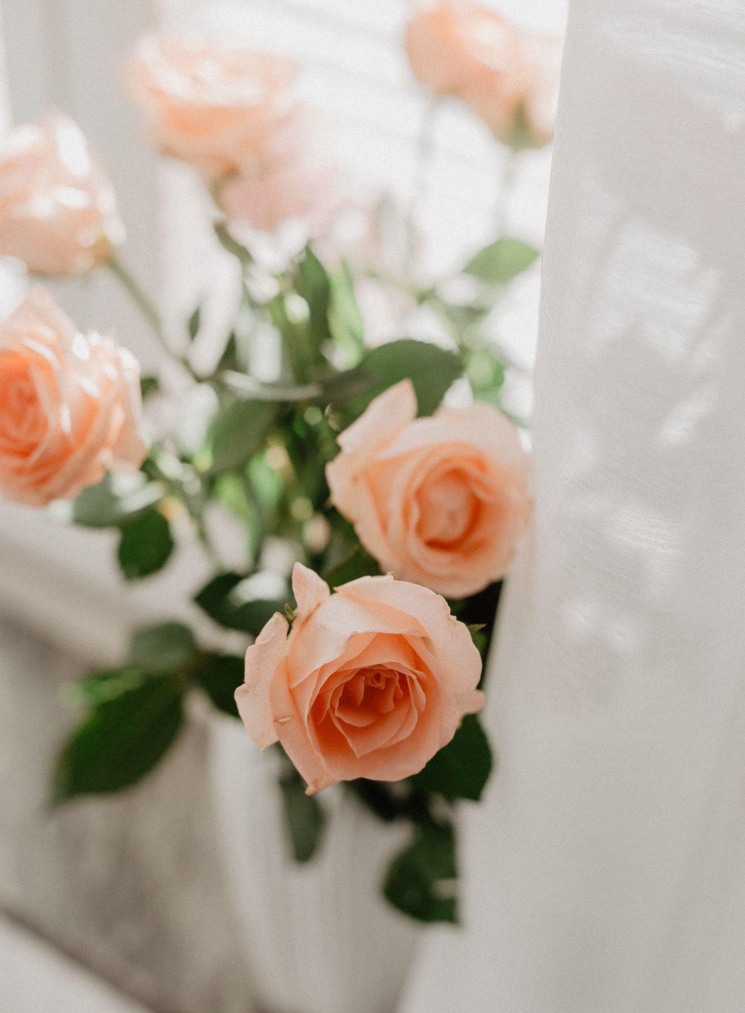 Hình nền hoa hồng trắng | Hình nền hoa, Hoa hồng trắng, Hoa hồng