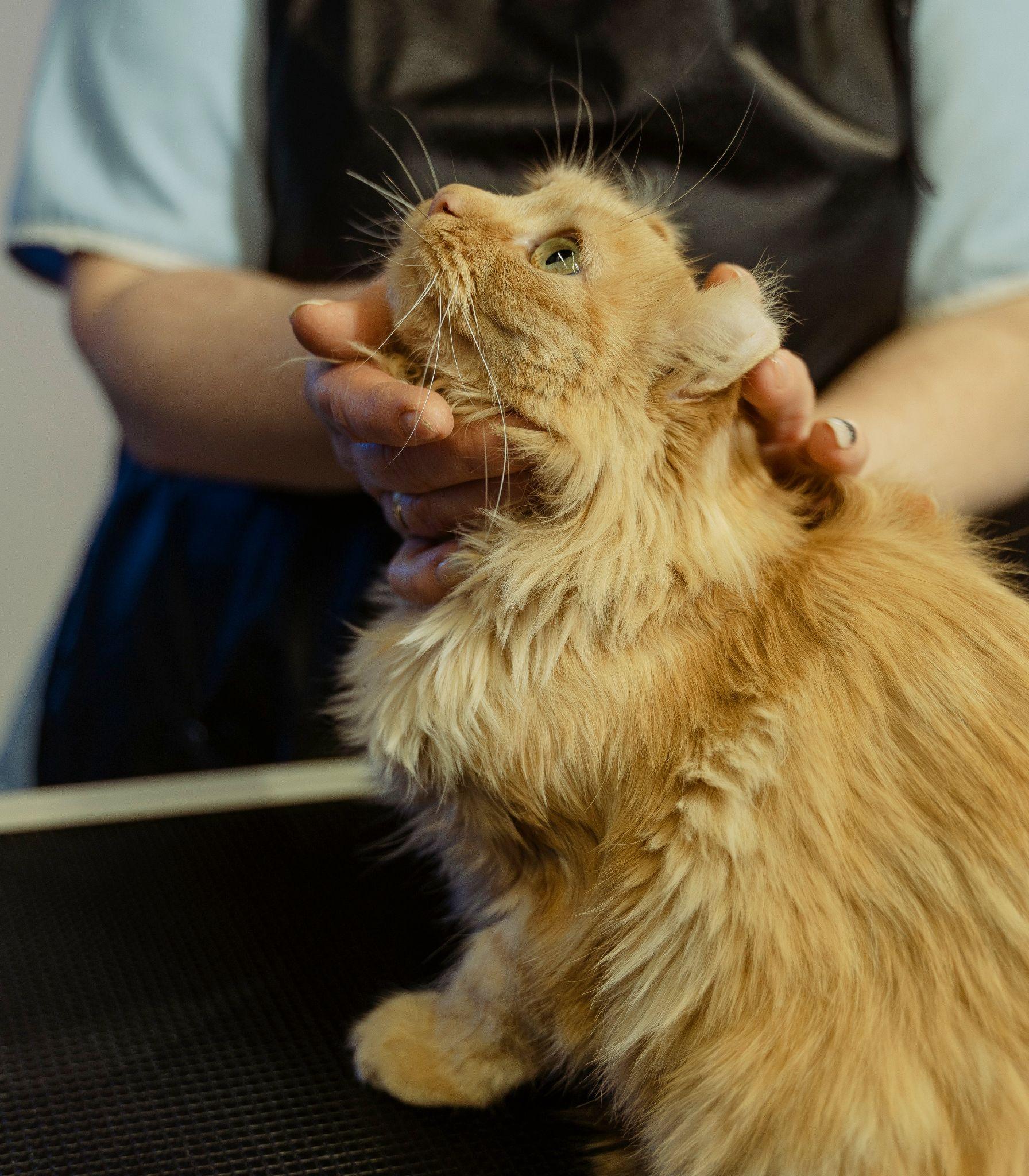 Mèo Anh lông dài - Đặc điểm, phân loại, giá bán và cách nuôi - 7