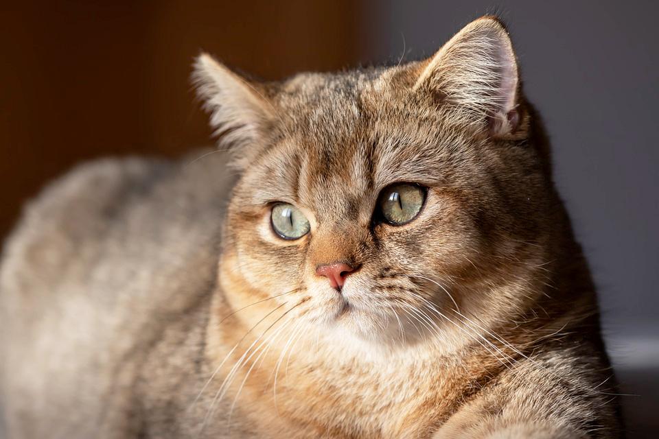 Mèo Anh lông ngắn - Đặc điểm, phân loại, màu sắc, cách nuôi và giá bán - 26