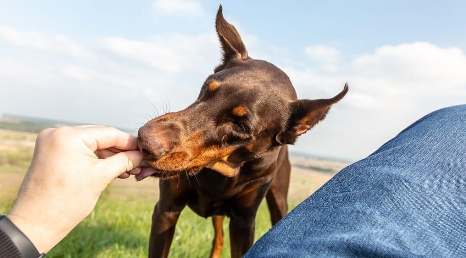 Chó Doberman: Nguồn gốc, đặc điểm, giá bán và cách nuôi - 9