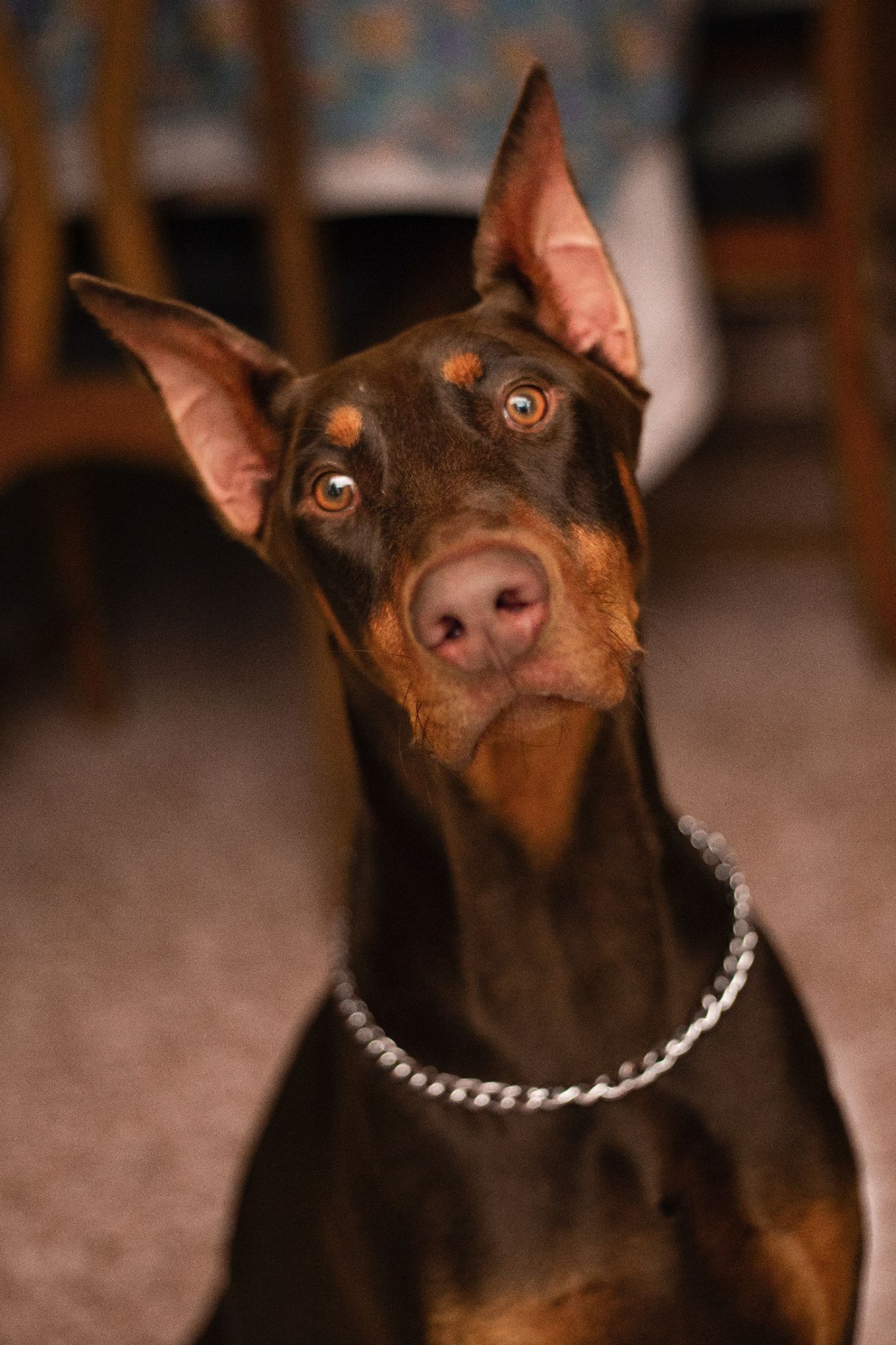 Chó Doberman: Nguồn gốc, đặc điểm, giá bán và cách nuôi - 14