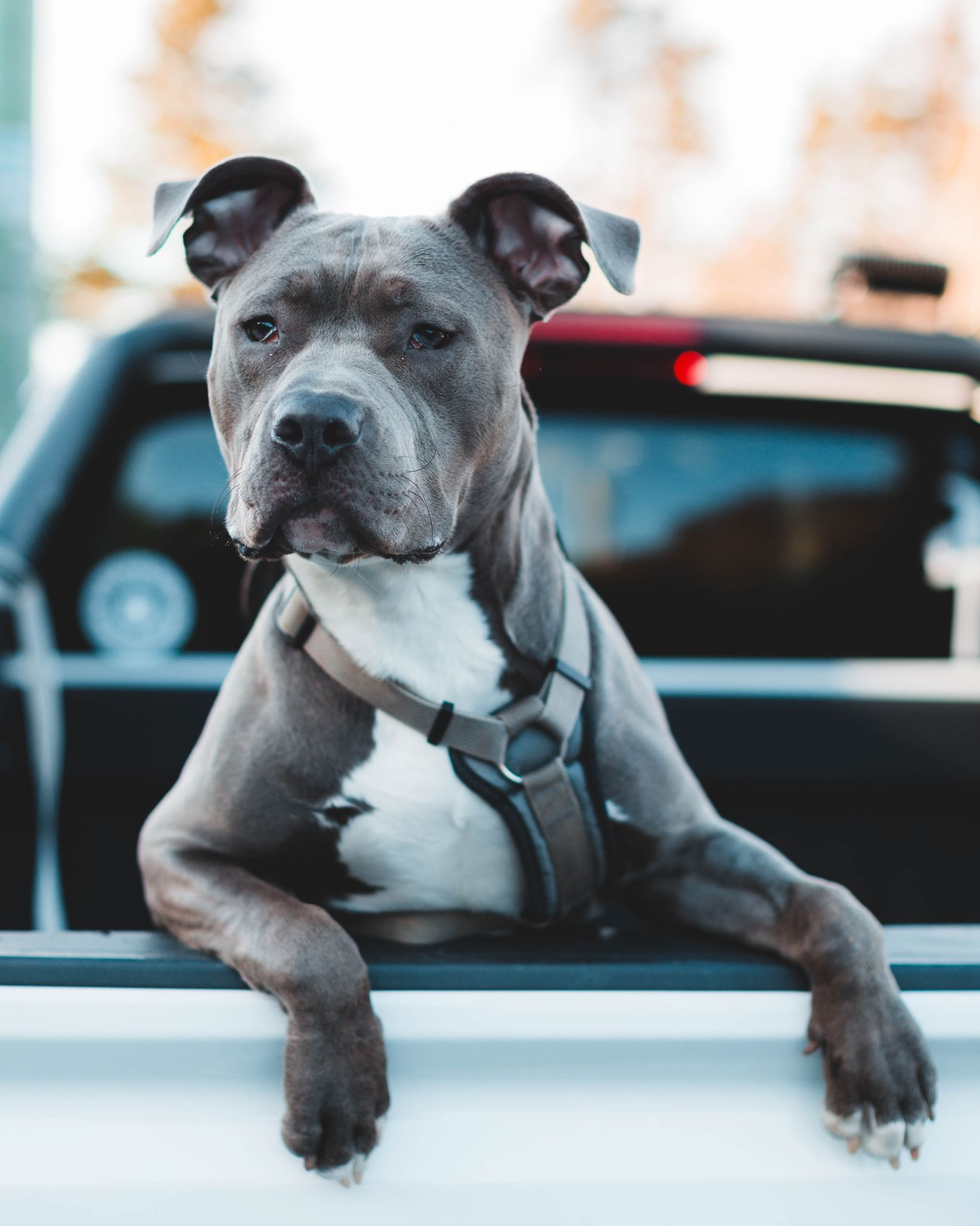 Chó Pitbull - Nguồn gốc, đặc điểm, giá bán và cách thuần hóa - 37