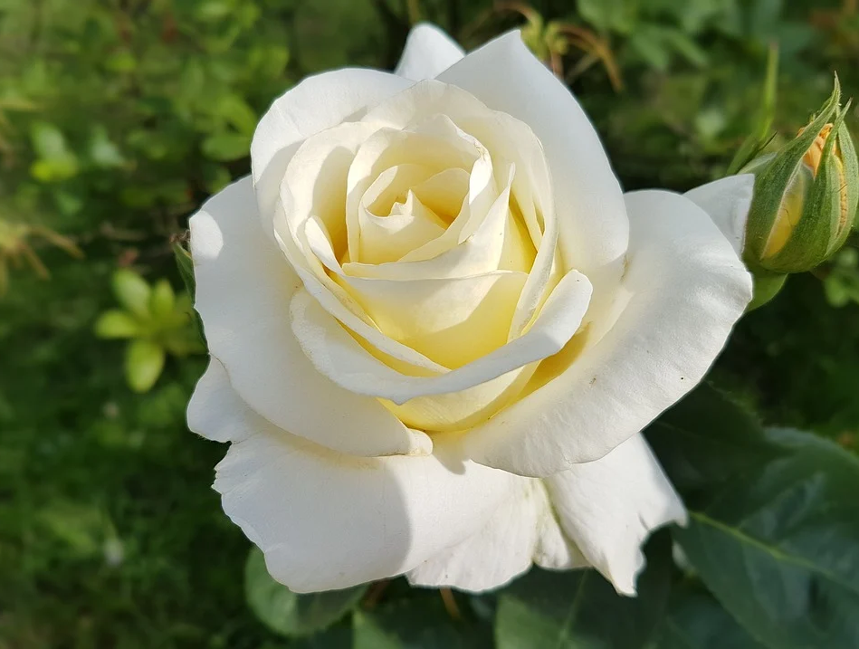 Hình nền hoa hồng trắng | Hình nền hoa, Hoa hồng trắng, Hoa hồng