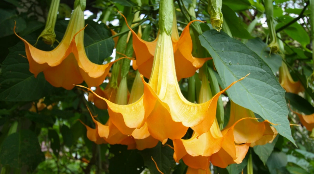 Hoa loa kèn có nghĩa là gì? Cách trồng và chăm sóc hoa nở đẹp - 14