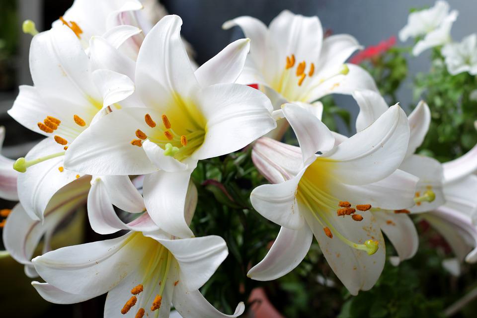 Hoa loa kèn có nghĩa là gì?  Cách trồng và chăm sóc hoa nở đẹp - 3