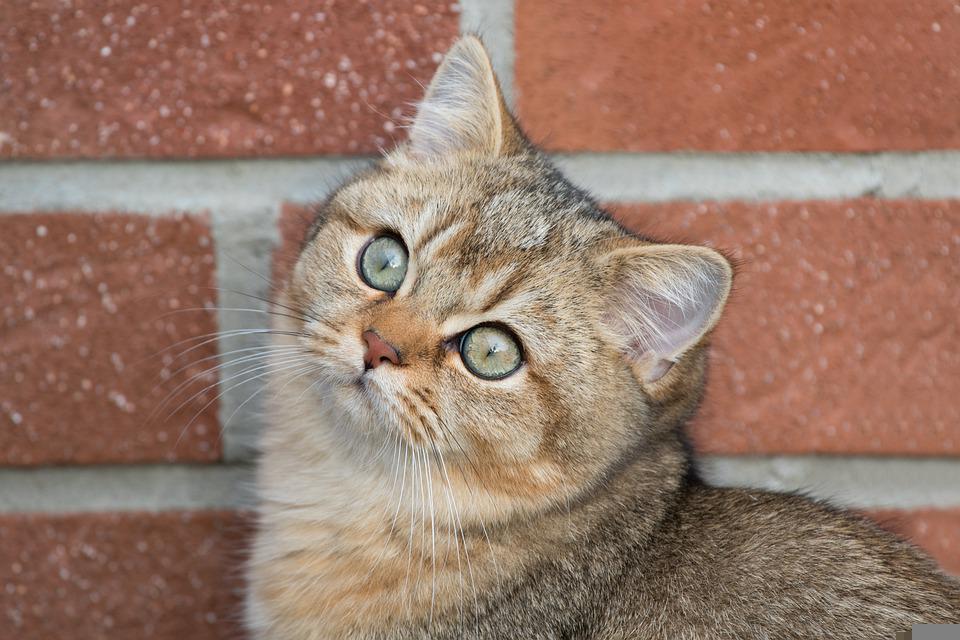 Mèo Anh lông ngắn - Đặc điểm, phân loại, màu sắc, cách nuôi và giá bán - 18