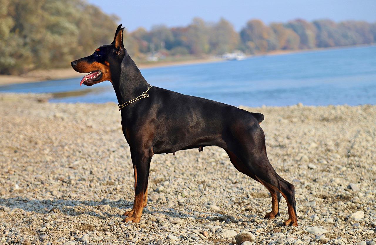 Chó Doberman: Nguồn gốc, đặc điểm, giá bán và cách nuôi - 7