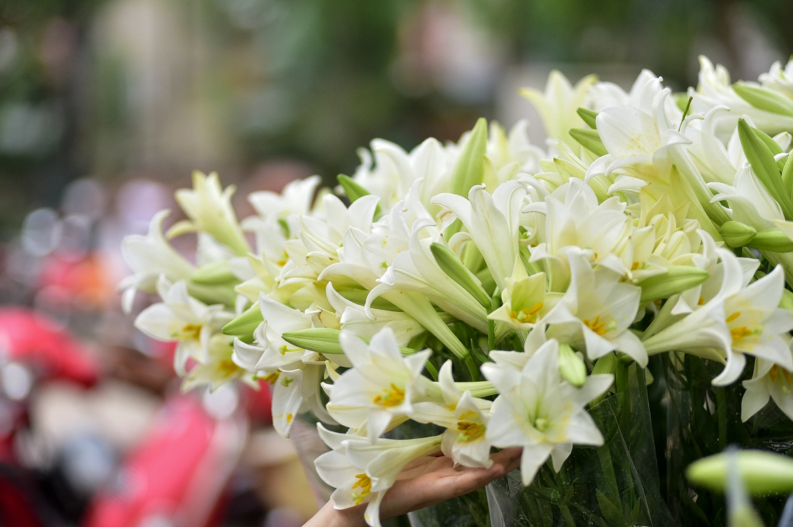 Hoa loa kèn có nghĩa là gì?  Cách trồng và chăm sóc hoa nở đẹp - 16