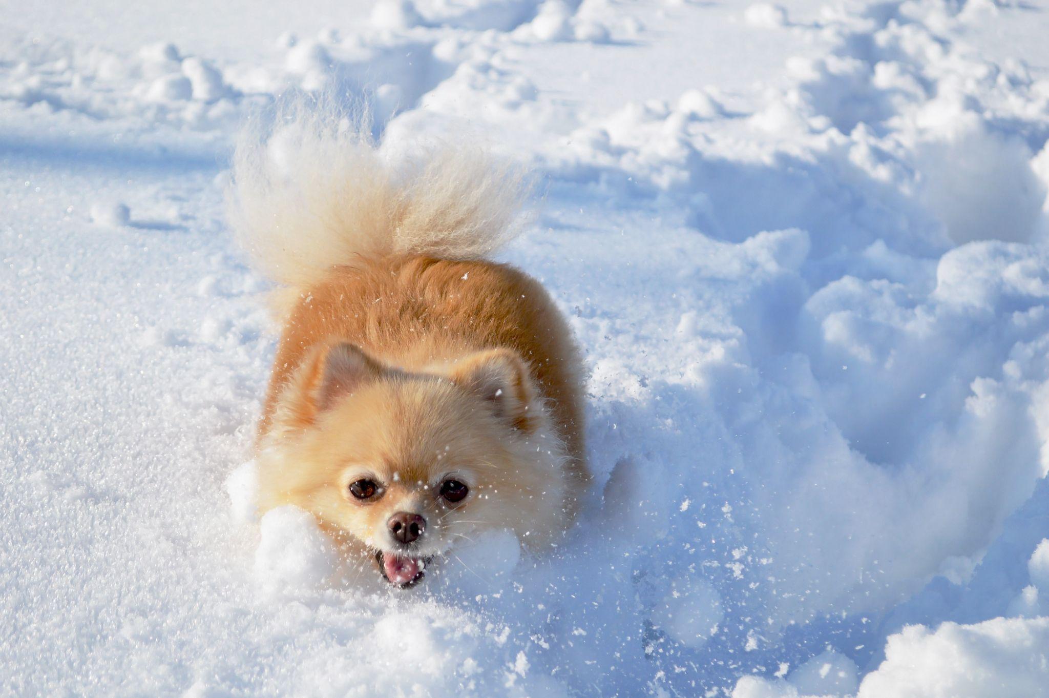 Chó phốc sóc Pomeranian có những loại nào và giá bán - 40