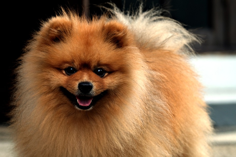 Chó phốc sóc Pomeranian có những loại nào và giá bán - 44