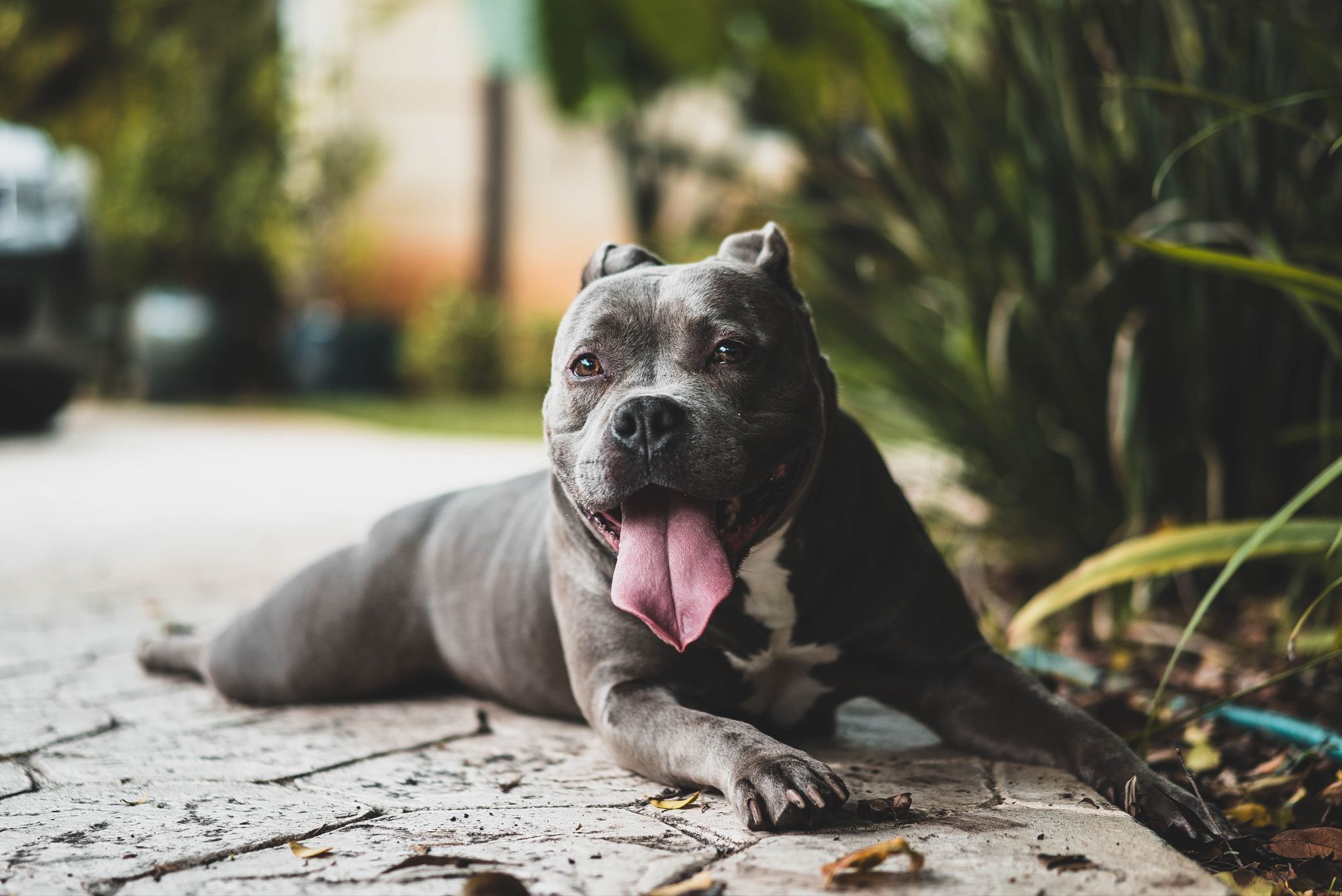 Chó Pitbull - Nguồn gốc, đặc điểm, giá bán và cách thuần hóa - 36
