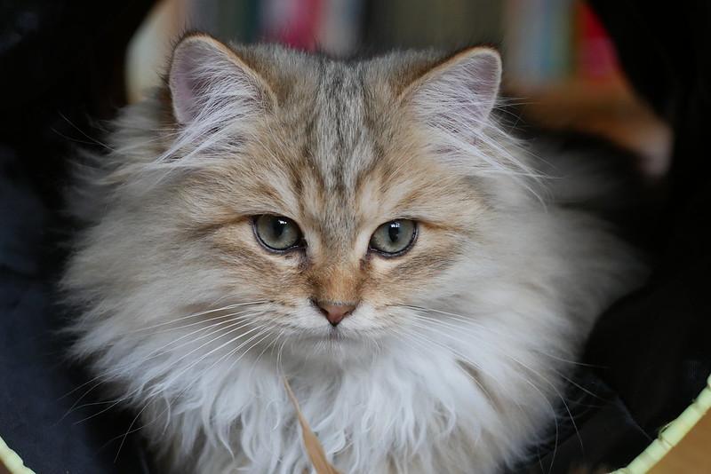 Mèo Anh lông dài - Đặc điểm, phân loại, giá bán và cách nuôi - 38