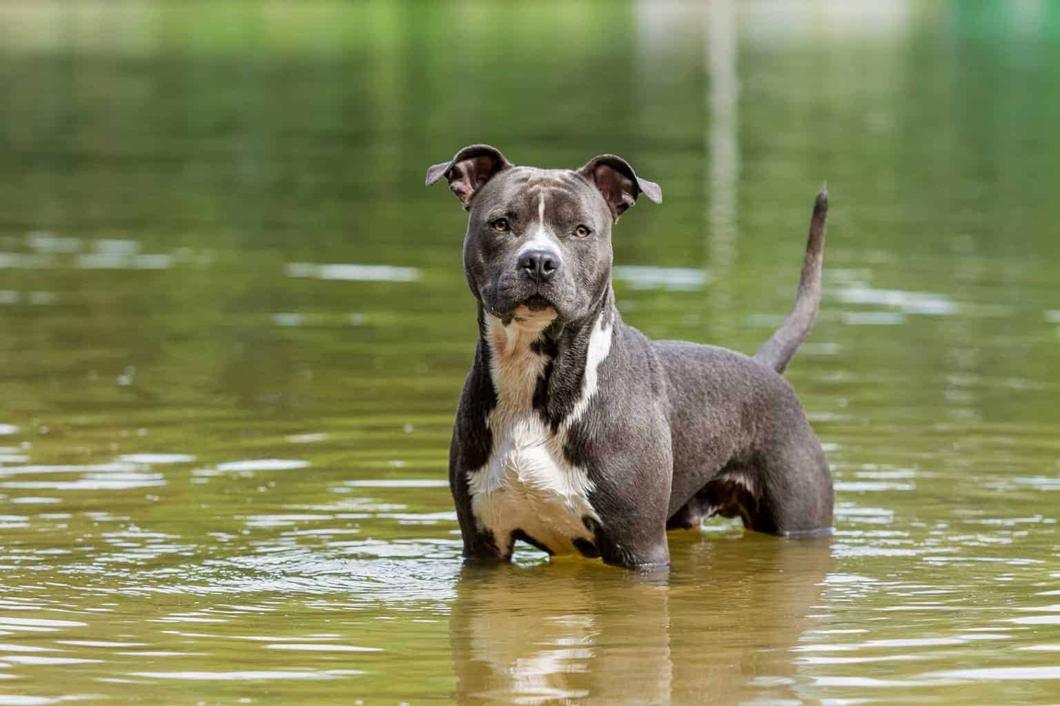 Chó Pitbull - Nguồn gốc, đặc điểm, giá bán và cách thuần hóa - 12