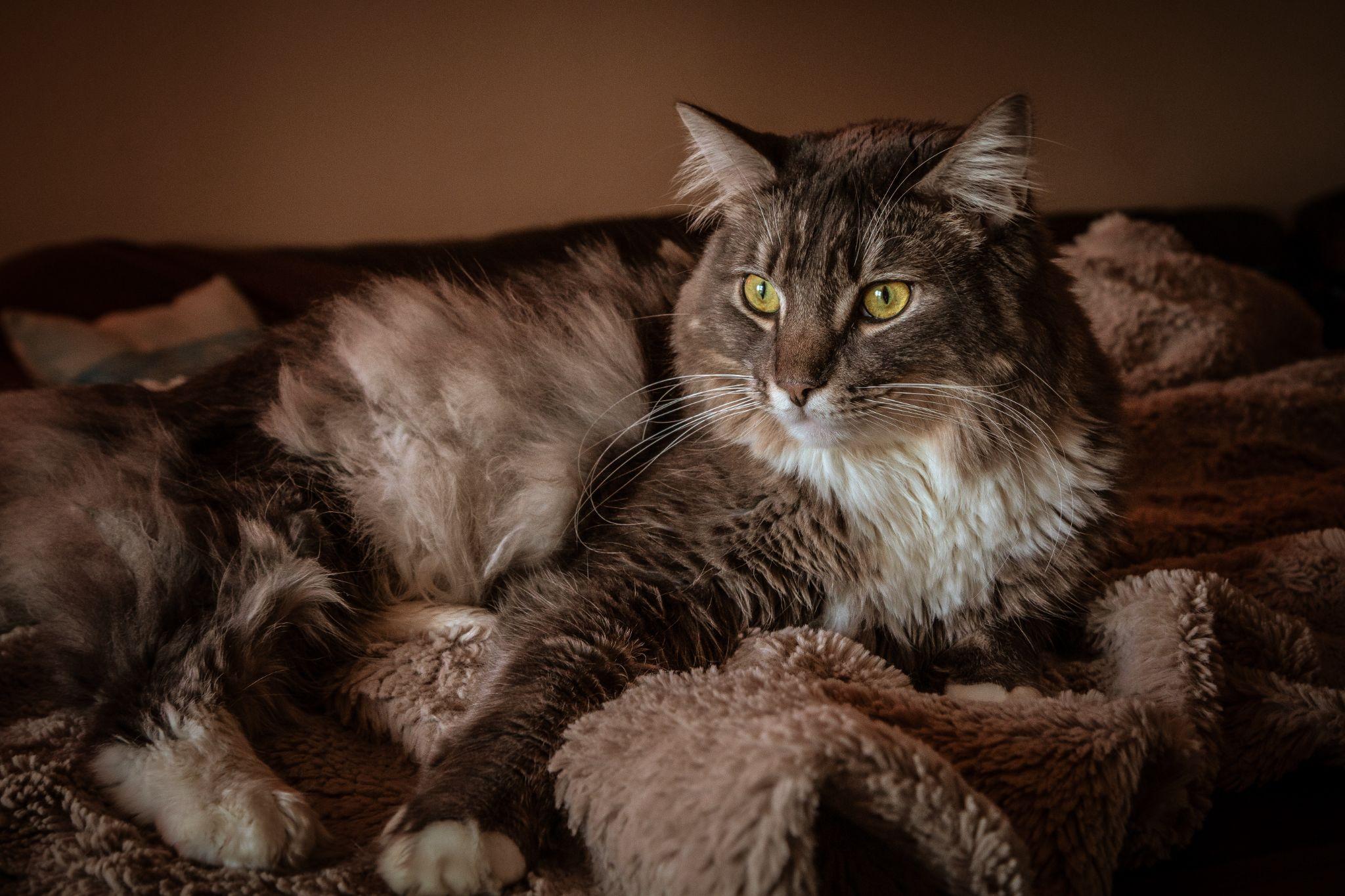 Mèo Anh lông dài - Đặc điểm, phân loại, giá bán và cách nuôi - 41