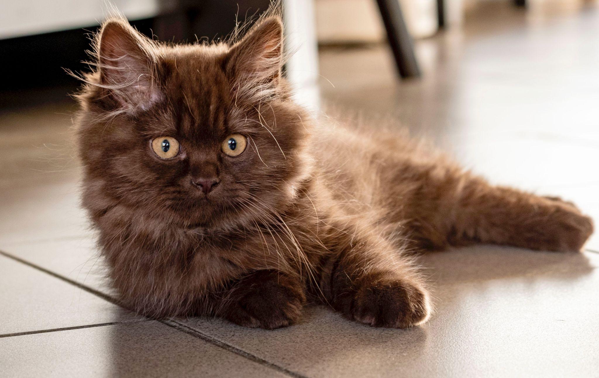 Mèo Anh lông dài - Đặc điểm, phân loại, giá bán và cách nuôi - 18