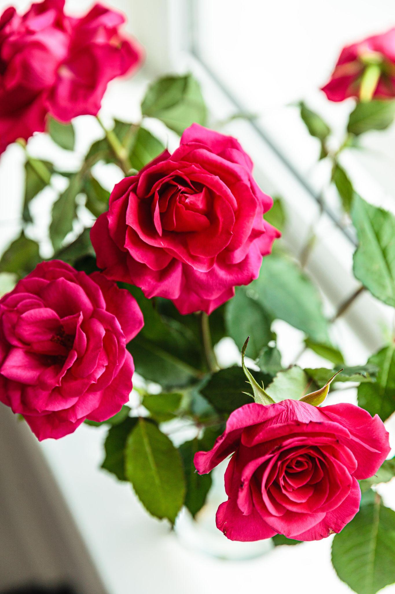 Hình nền hoa hồng xanh đẹp nhất | Hoa hồng xanh, Hình nền hoa, Ảnh tường  cho điện thoại